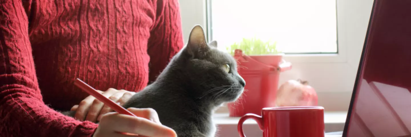 Katze sitzt beim Menschen mit am Laptop