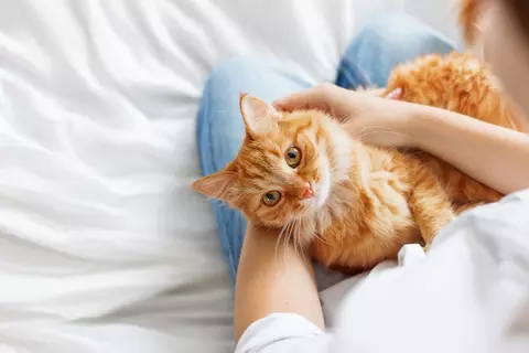 Katze auf Schoß