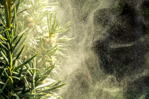 Allergie, Pollen fliegen