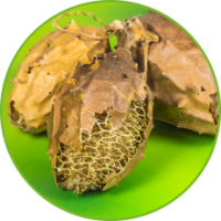luffa_opeculata